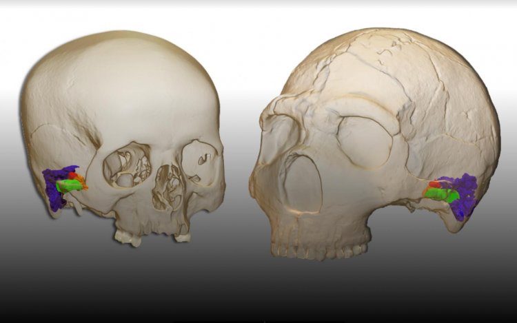 Неандертальцы были способны воспринимать и воспроизводить человеческую речь