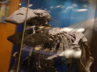 Редкие динозавры, история Сахалина и японский сад в центре города…