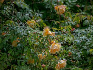 Майский Никитский сад радует цветением роз, пионов, глицинии и ирисов…
