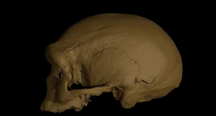 Homo longi может быть ближайшим родственником Homo sapiens