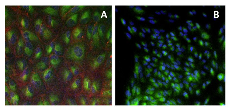 Применение циклононина, содержащего зеленую флуоресцентную метку, для модификации и визуализации при помощи флуоресцентной микроскопии азидогликанов (А) и азидо-ДНК (B) раковых клеток HEK293