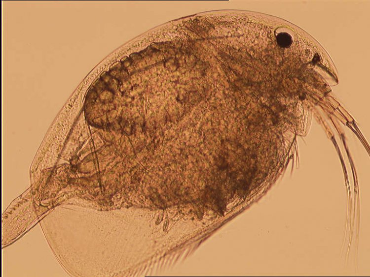 Рачок под микроскопом: самка Acroperus angustatus (ветвистоусый рак - Cladocera)