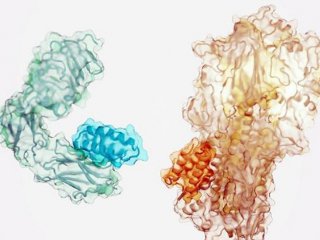 Разработан новый метод для создания связывающих белков 