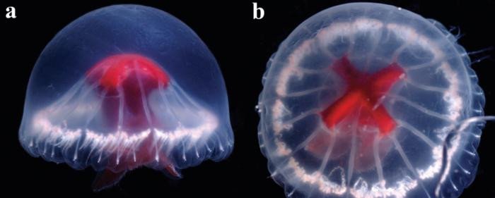 Ученые назвали медузу Sant jordi a pages из-за ее ярко-красного живота, напоминающего Георгиевский крест