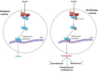 Различия между исходными и устойчивыми к действию ингибитора белка MDM2 опухолевыми клетками. Источник Николай Первушин