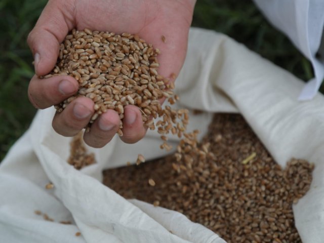 Прогнозировать урожайность сельхозкультур поможет искусственный интеллект. Фото: Николай Малахин / «Научная Россия»