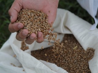 Прогнозировать урожайность сельхозкультур поможет искусственный интеллект. Фото: Николай Малахин / «Научная Россия»