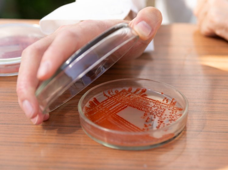 Образцы бактерий, использованных учеными УрФУ в качестве основы биопрепарата для защиты сельскохозяйственных культур от стресса. Фото: Владимир Мартьянов / УрФУ