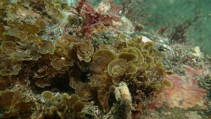 Microzonia velutina — вид бурых водорослей. Фото: Mariano Rodríguez / Woods Hole Oceanographic Institution