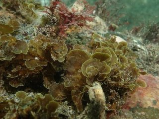 Microzonia velutina — вид бурых водорослей. Фото: Mariano Rodríguez / Woods Hole Oceanographic Institution