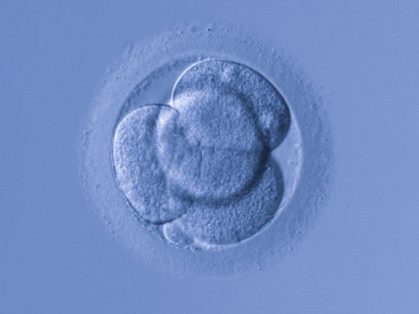 Ученые против генетических изменений в эмбрионах