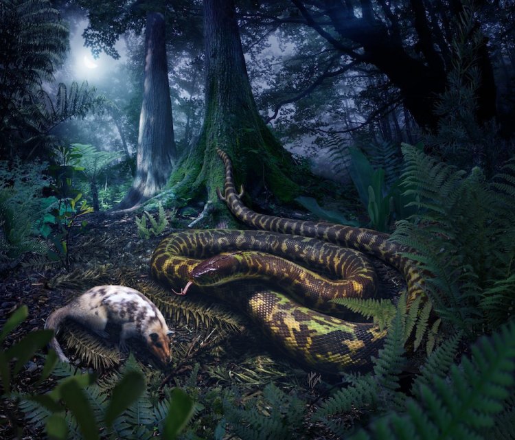 Предок змей жил в лесу, охотился ночью и имел щиколотки