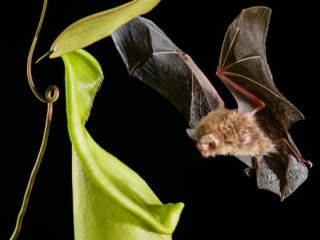 Плотоядное растение с Борнео заманивает летучих мышей особой акустикой