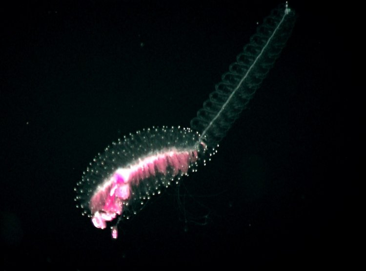 Планктон показывает класс синхронного плавания (видео)