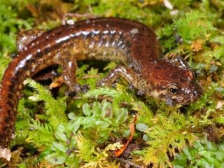 Двойной ген помогает саламандрам обходиться без легких