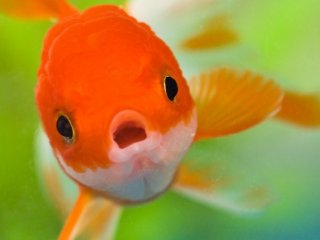Могут ли рыбы распознавать человеческие лица