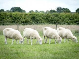 Клонированные родственники овечки Долли неплохо себя чувствуют, разменяв седьмой десяток