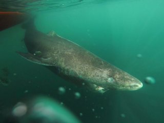 400-летние гренландские акулы — долгожители среди позвоночных