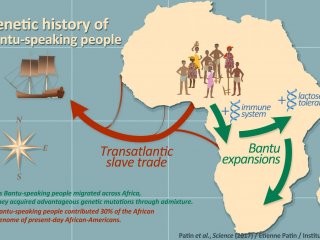Как мигрировали говорящие на банту и откуда у них резистентность к малярии