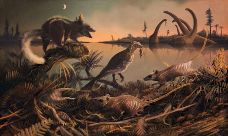 Найдены останки древнейших плацентарных млекопитающих в Европе