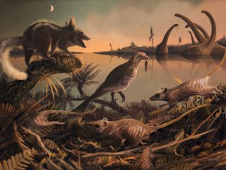 Найдены останки древнейших плацентарных млекопитающих в Европе