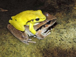 Почему лягушки желтеют в минуту страсти