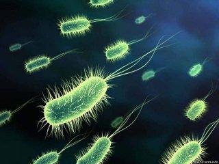Как бактерии восстанавливаются после воздействия антибиотиков