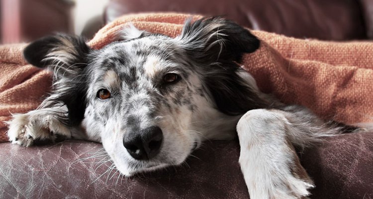 Собаки переносят смешанные вирусы гриппа