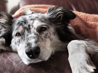 Собаки переносят смешанные вирусы гриппа
