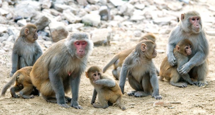Тревожность у обезьян передается по наследству
