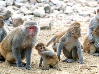 Тревожность у обезьян передается по наследству