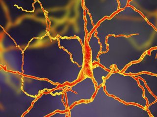 Белок клото обеспечивает защиту от нейронной дегенерации при склерозе
