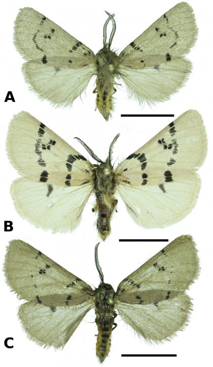 Учёные ФИЦКИА РАН описали новый вид и новый подвид бабочек с Тянь-Шаня и Памира