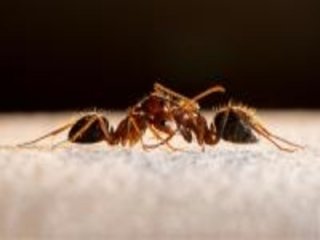Определен механизм, который заставляет муравьев злиться