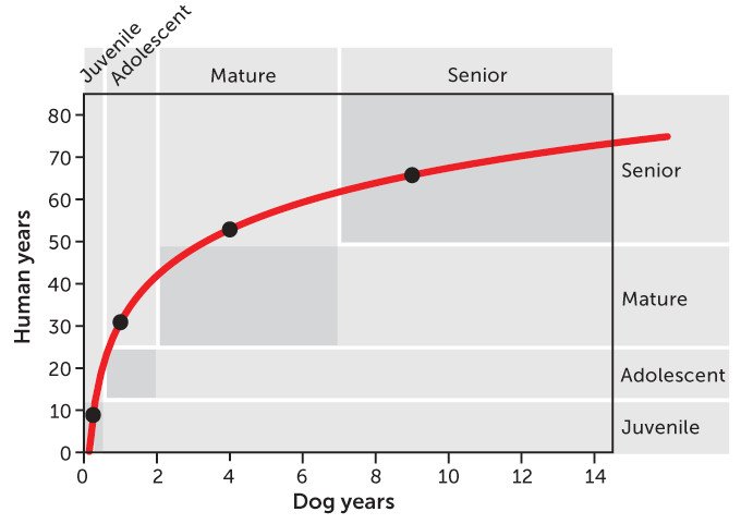 Вычислить возраст собаки в человеческих годах сложнее, чем вы думаете