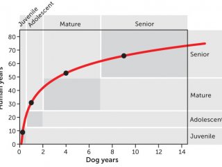 Вычислить возраст собаки в человеческих годах сложнее, чем вы думаете