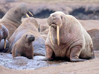 На Ямале обнаружено крупнейшее в мире береговое лежбище атлантических моржей