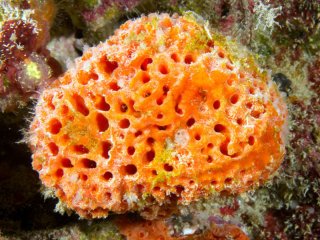 Морская губка против клеток рака