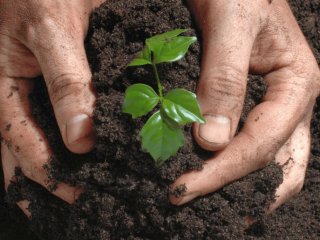 В СевГУ научились делать уникальные органические удобрения