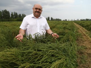 На Крымском полуострове выращивают семена…