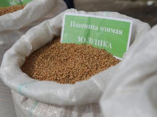 В Институте сельского хозяйства Крыма…