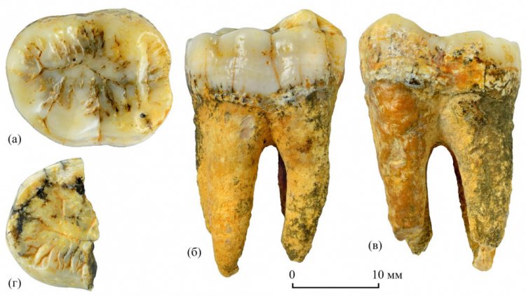 Изолированные нижние зубы гигантопитека Gigantopithecus blacki von Koenigswald, 1935 из пещеры Лангчанг, Вьетнам; низы верхнего плейстоцена
