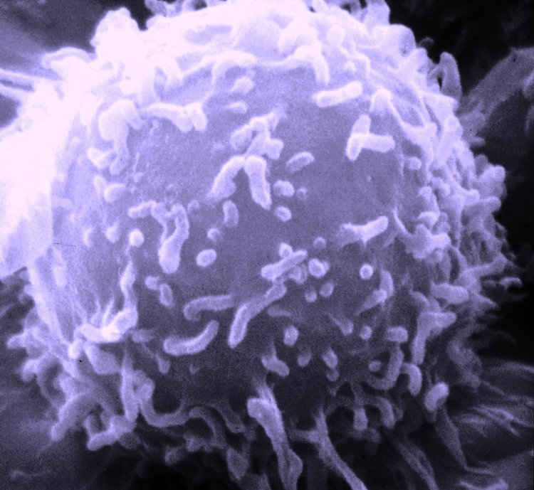 Лимфоцит — компонент иммунной системы человека. Изображение сделано с помощью сканирующего электронного микроскопа