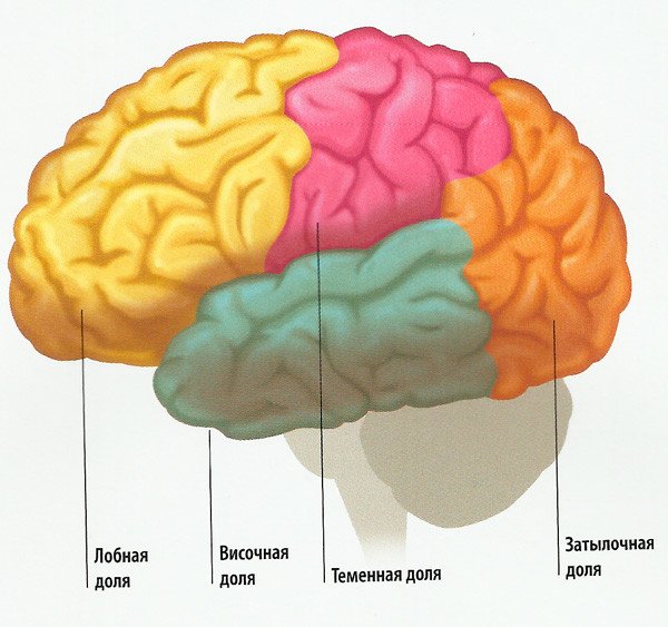 Доли головного мозга. Источник иллюстрации: vivmed.ru