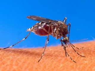 Почему комары так полюбили человека