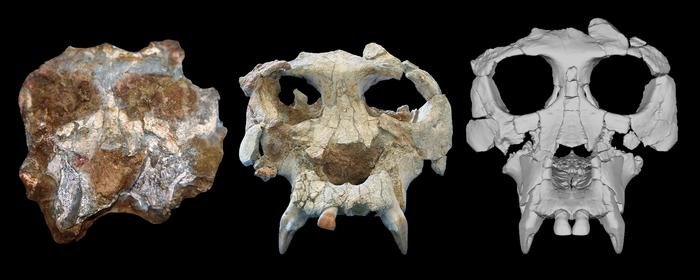 Ученые создали виртуальную реконструкцию черепа обезьяны возрастом 12 миллионов лет