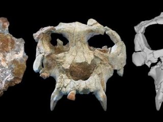 Ученые создали виртуальную реконструкцию черепа обезьяны возрастом 12 миллионов лет