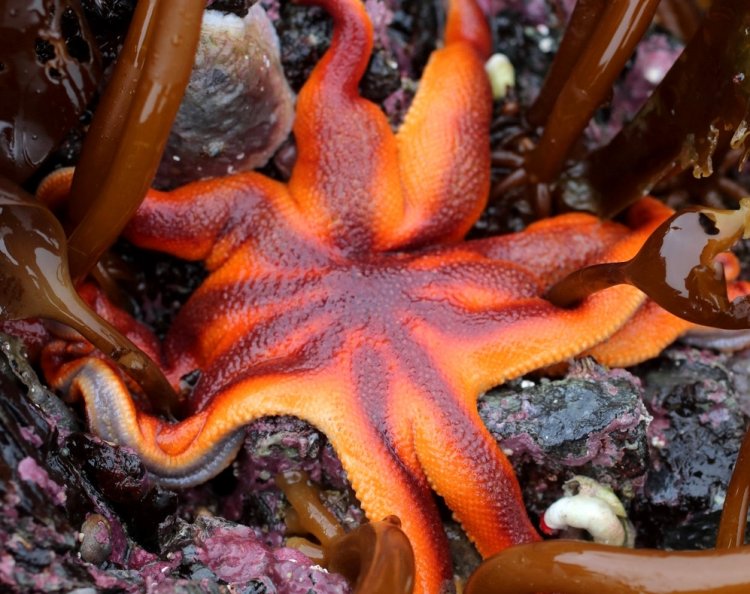 Морская звезда Solaster pacificus. Фото: Erin McKittrick / iNaturalist