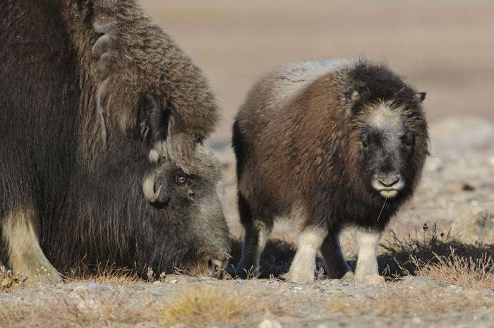 Овцебыки пасутся в долине Закенберг в Гренландии. На снимке показаны некоторые животные, которые использовались в этом исследовании. Здесь теленок и взрослый бык пасутся в тундре