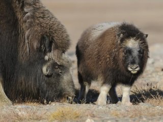 Овцебыки пасутся в долине Закенберг в Гренландии. На снимке показаны некоторые животные, которые использовались в этом исследовании. Здесь теленок и взрослый бык пасутся в тундре